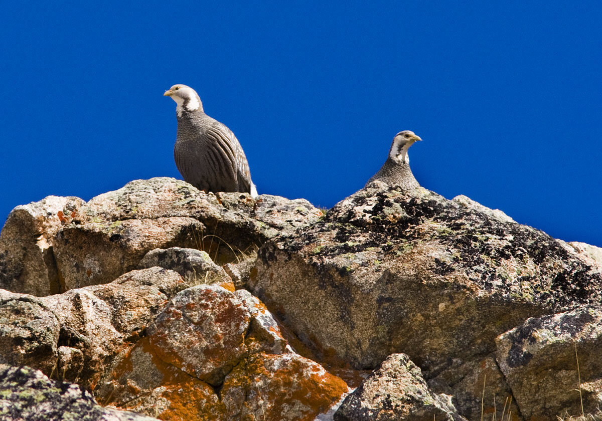 Птица улар фотография. Алтайский улар птица. Алтайский улар. Горная индейка улар. Алтайский улар.