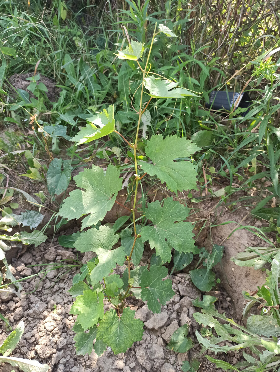 Фото автора. Однолетний саженец винограда сорта Виктория в конце августа