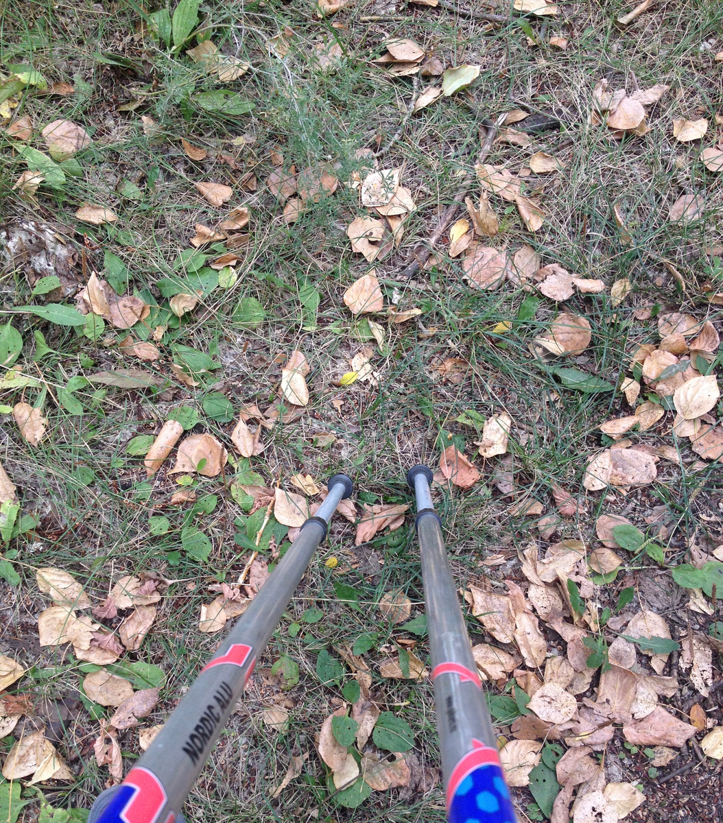 Вот такая погода у нас стоит. Была жара, сейчас похолодало. Листья от такой погоды - не пожелтели, а именно засохли. Каждая осень разная...