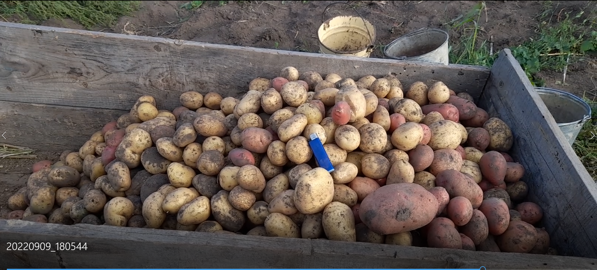 Часть урожая 2022...