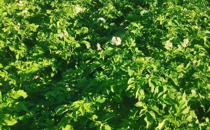    Картофельные художества канадского селекционера тестируют в Китае