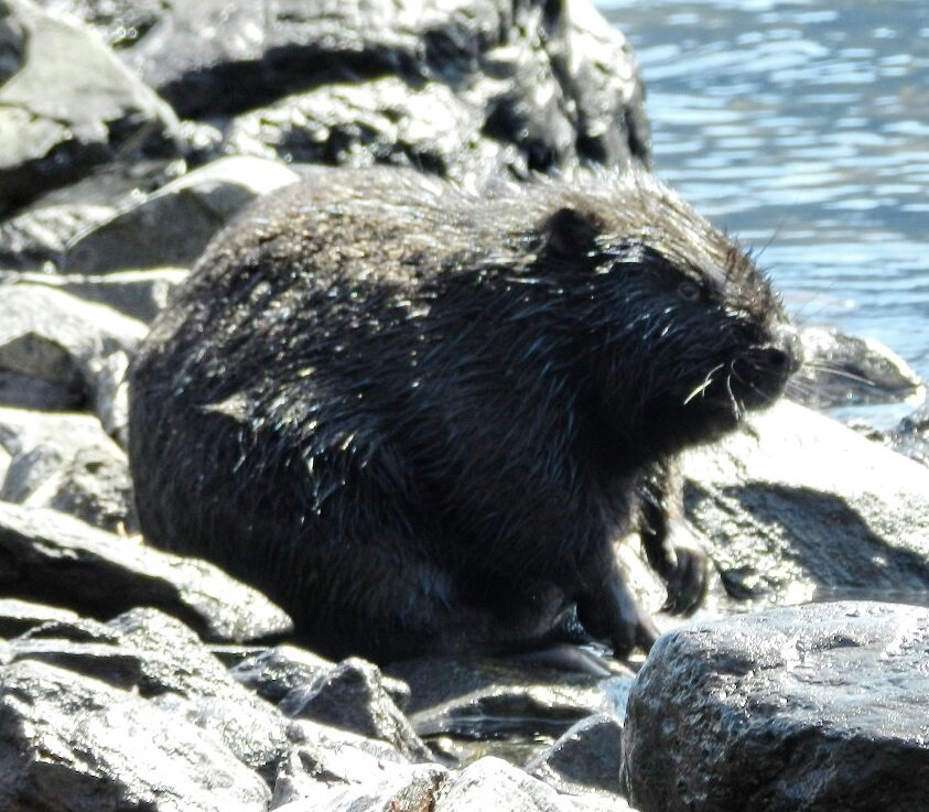 Борбр в окрестностях кордона Байгазан. Фото Лии Светлояр