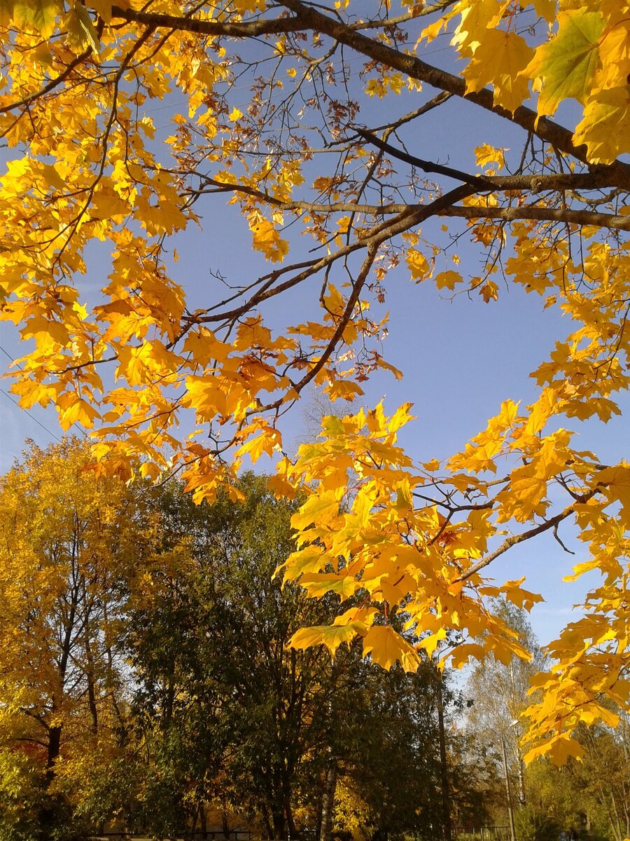 Кленовое солнце. Фото Д.Орловой