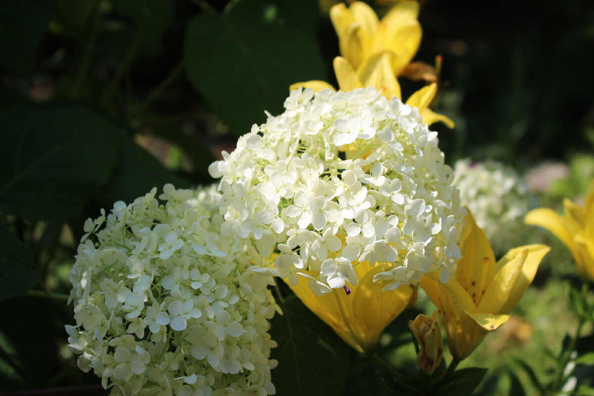 Красивое сочетание с ярко-жёлтыми лилиями