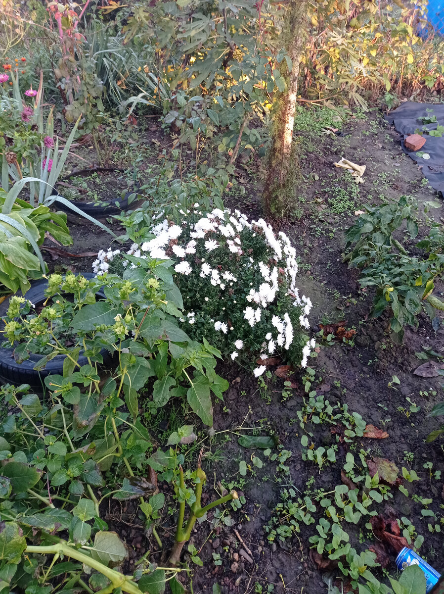 Ну, вот как в такую грязь что-то закапывать? 