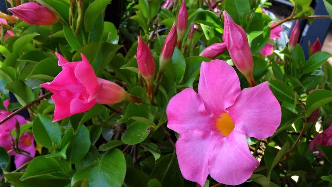Красивая лиана, цветущая с весны до ноября! | GardenLife | Дзен