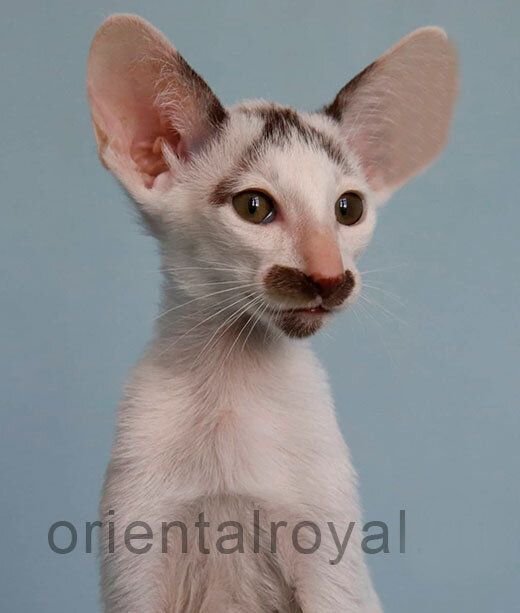 Почему выбирают ориентальную породу кошек | Ориентальные кошки и петерболды  orientalroyal.ru | Дзен