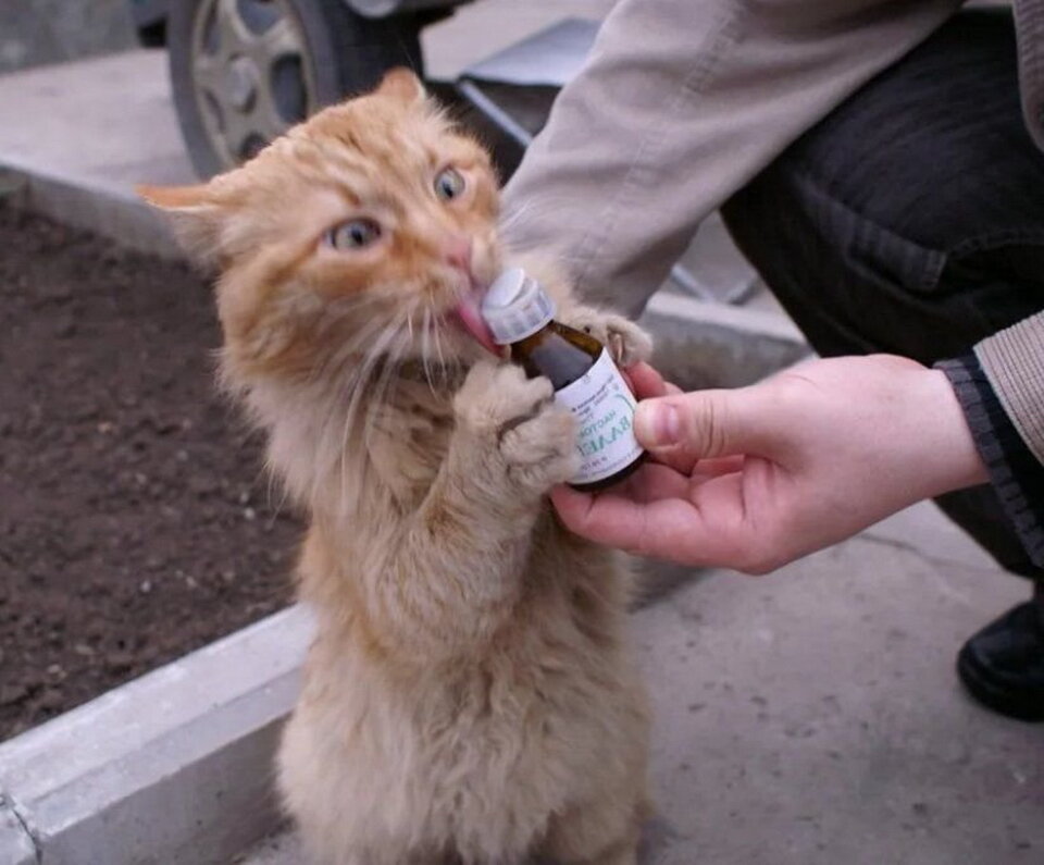 Можно ли котенку валерьянку. Реакция кота на валерьянку. Как дать таблетку кошке. Можно ли котенку валерьянку. Почему коты любят валерьянку.