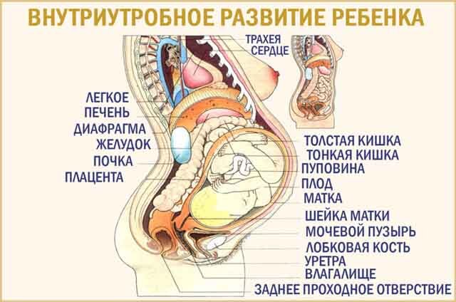 Расположение органов у беременной женщины 3 триместр
