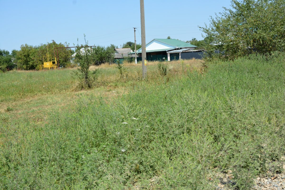    Горький нектар.