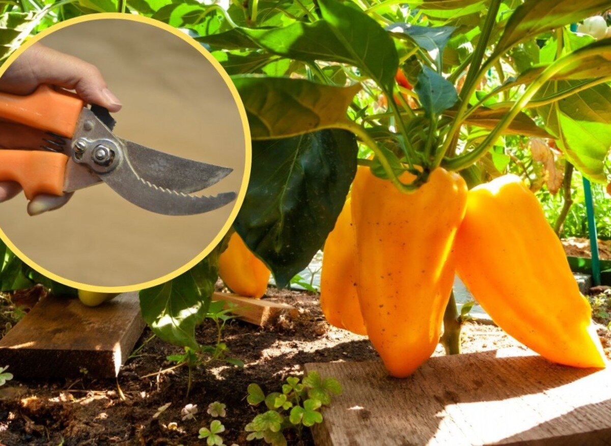 Срезание верхушек перца ускоряет процесс созревания плодов