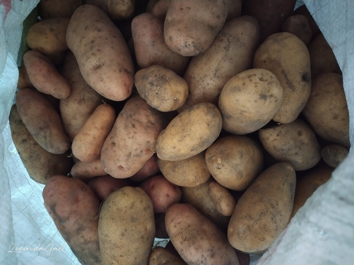 Ровная желтая и мелкая розовая
