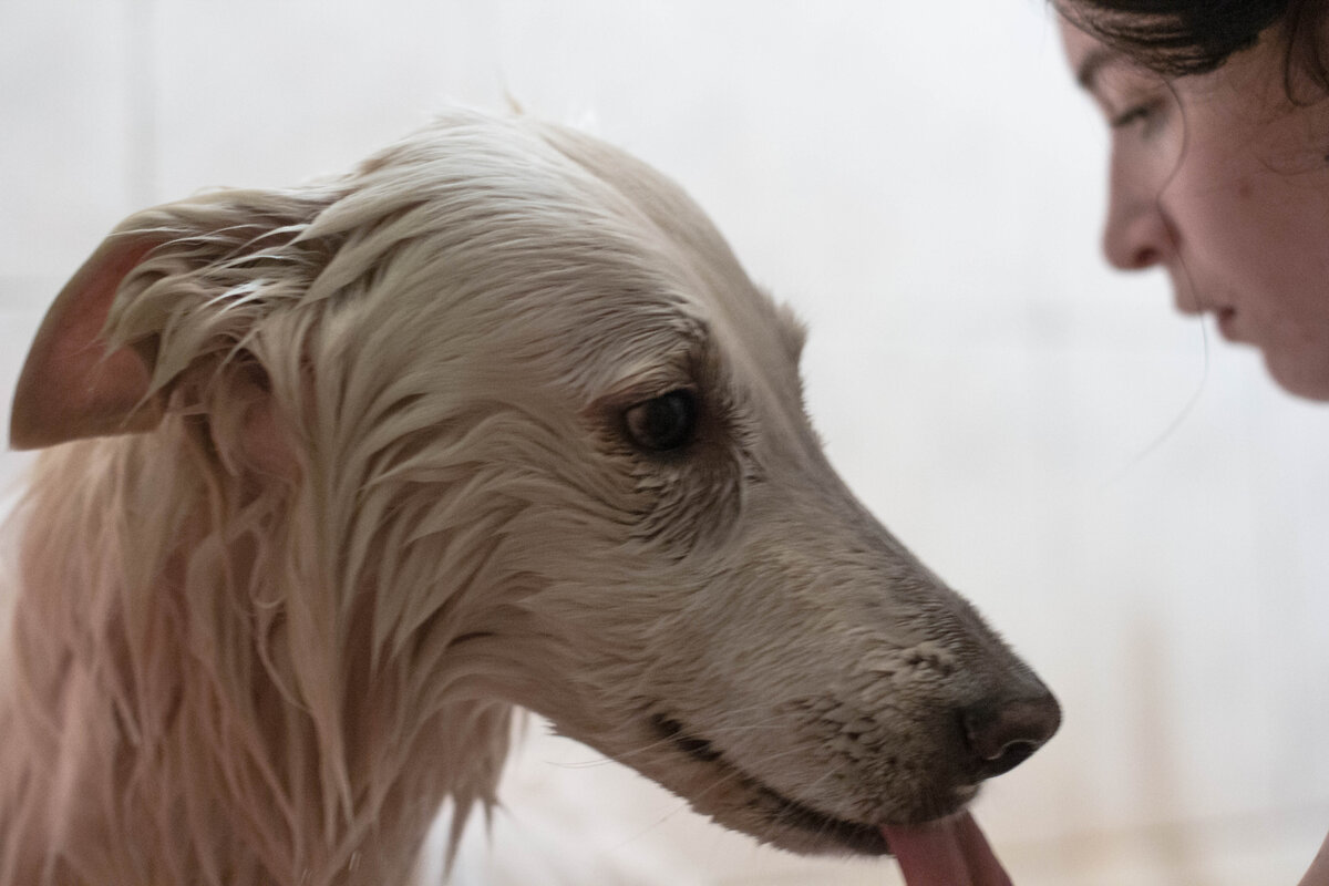 Линда не любит ни купаться, ни расчесываться, но она очень терпелива. Будет кряхтеть, нудеть и жалобно на меня пырится, но процедуру вынесет :))