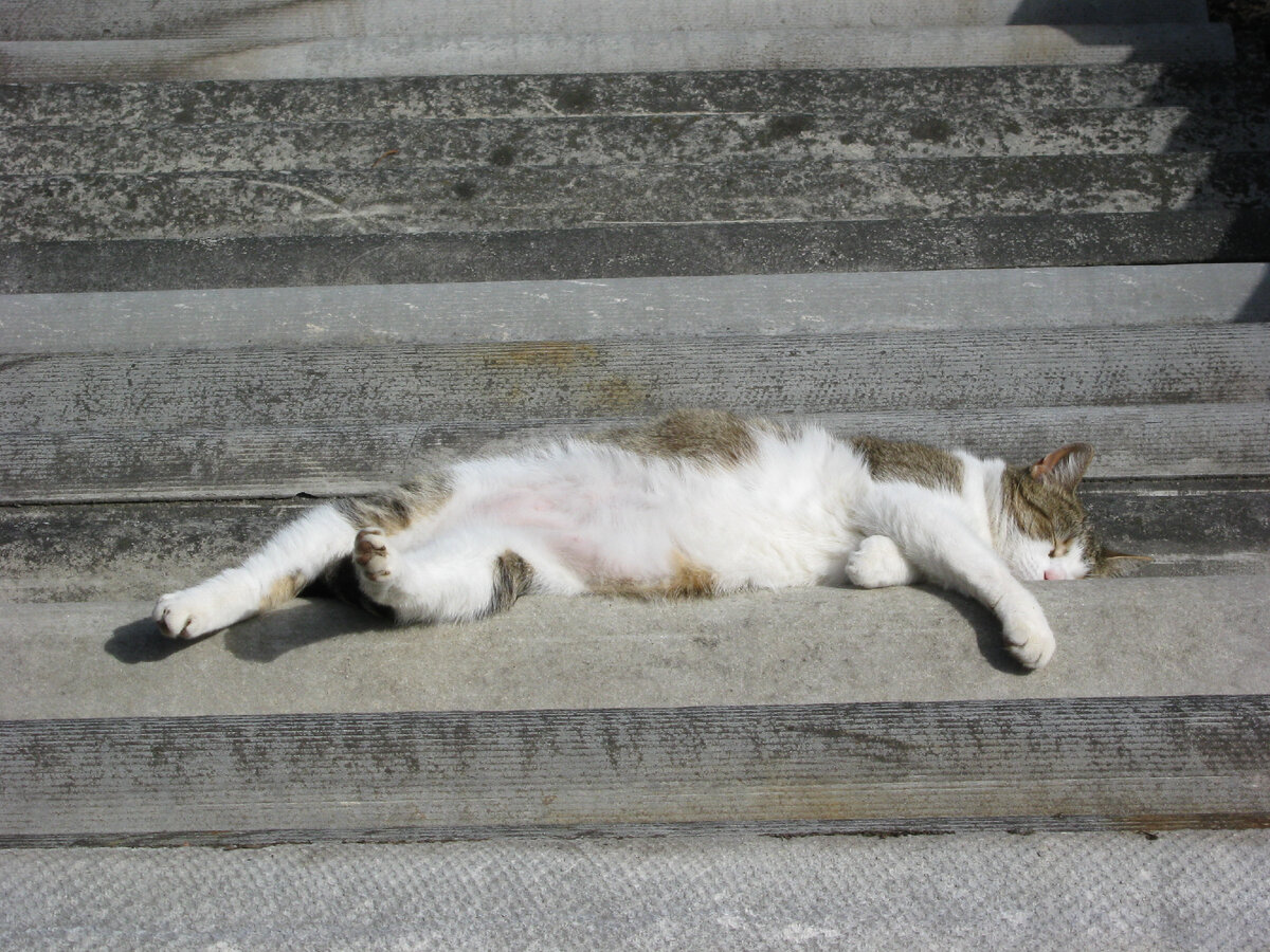 Это сейчас можно побыть лежебокой. Это она на шифере. Фото мое.