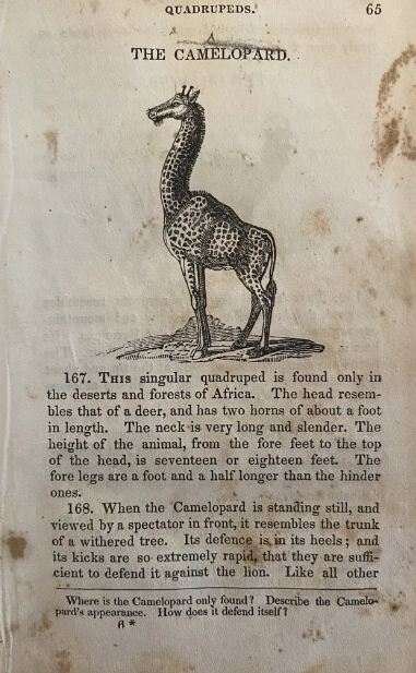 Заметка про жирафа из энциклопедии от 1836 года