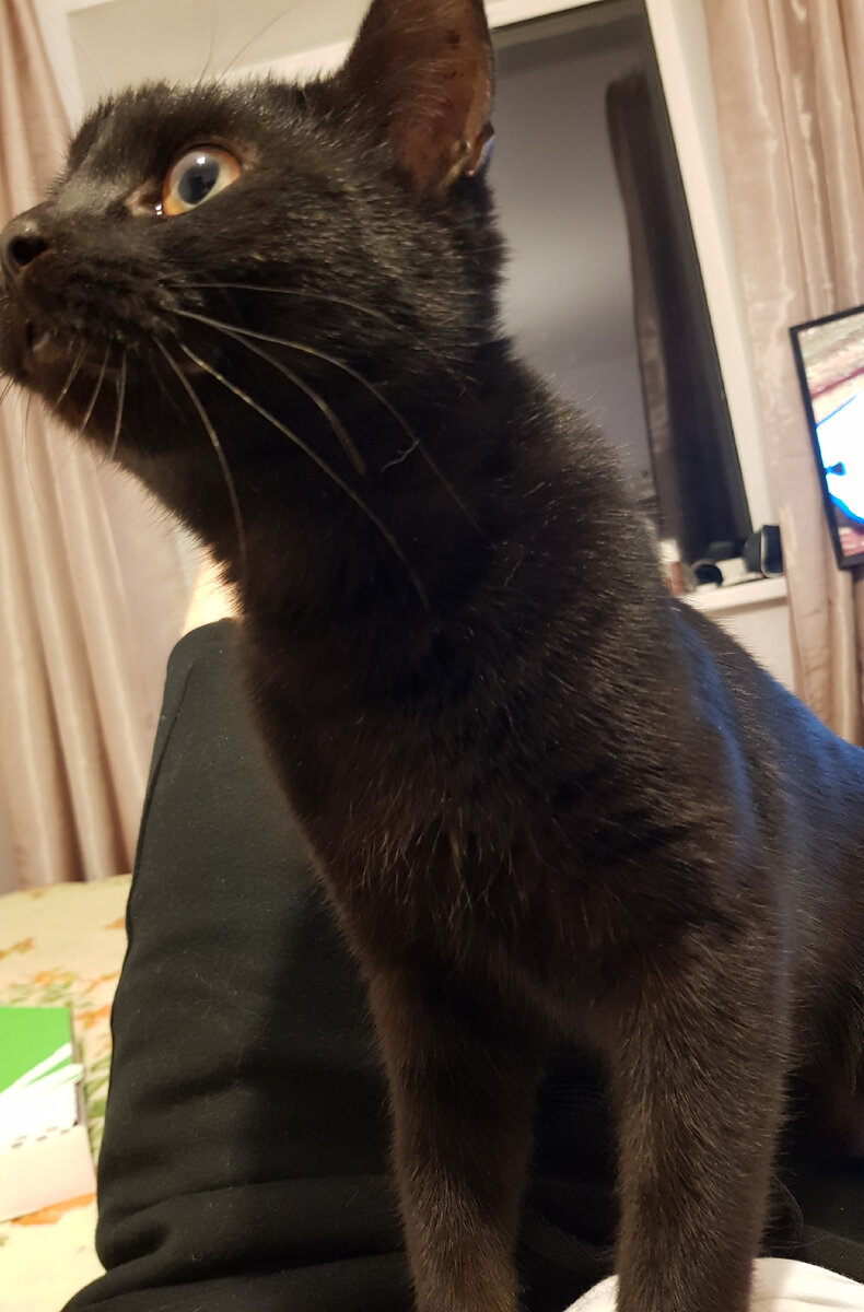 Сфотографировал кота, когда он спал на мне и резко вскочил и в такой позе полминуты смотрел в дверь. Взгляд стеклянный был, даже не моргал.