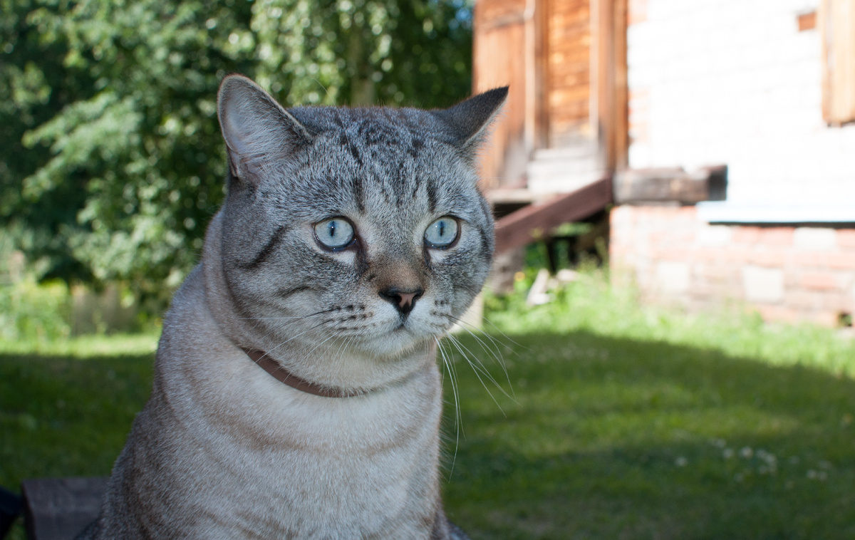 Кот Мышаня на даче.