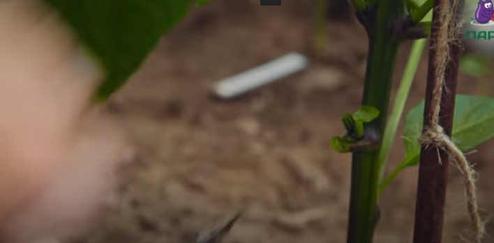 Оставляю пенёк 3 мм, не более.