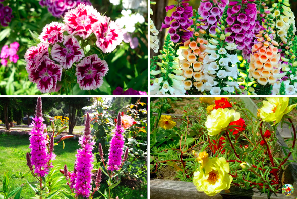 Календарь садовода: майские растения для цветущего сада