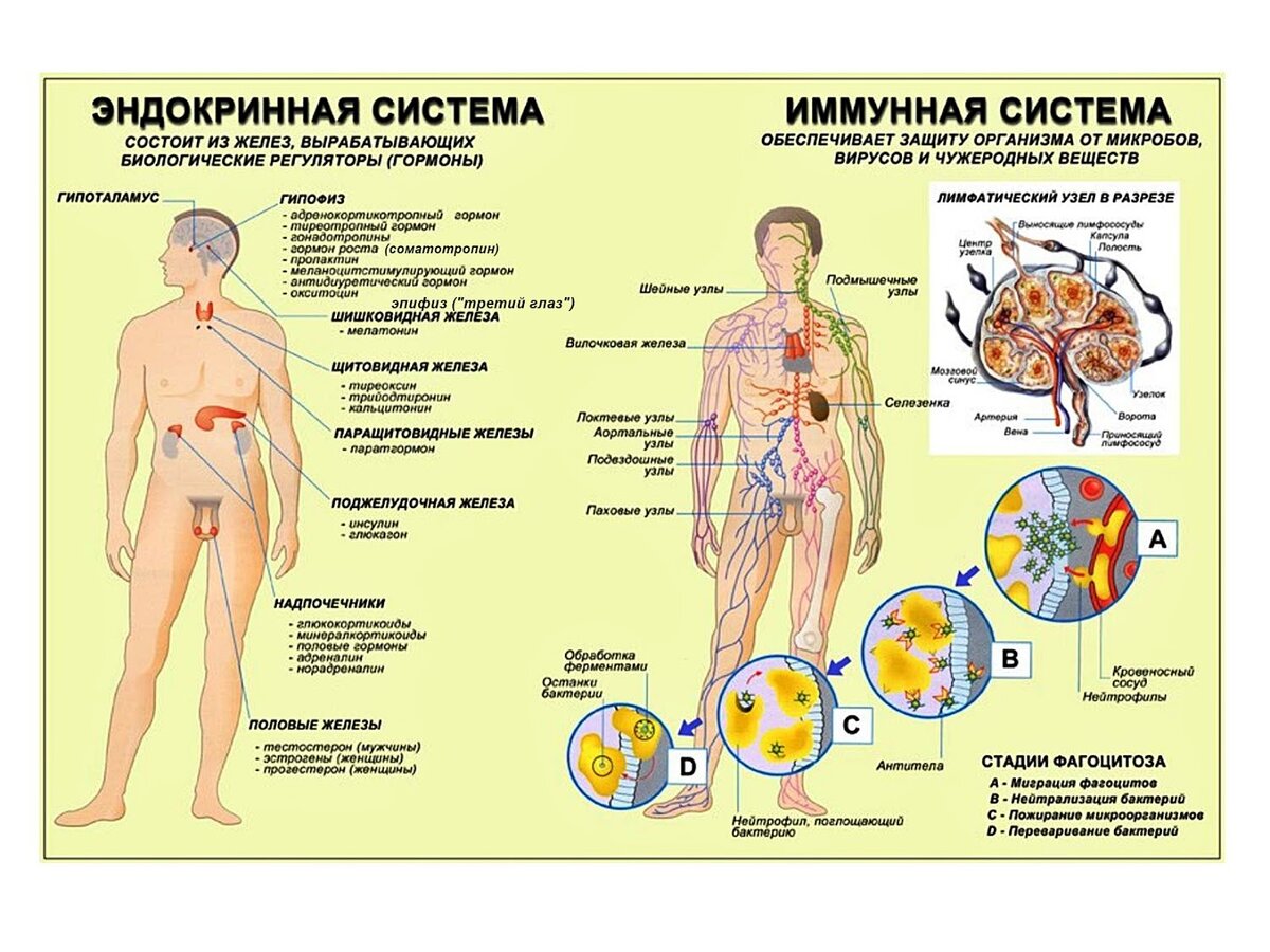 Выработка гормонов по часам в организме человека схема