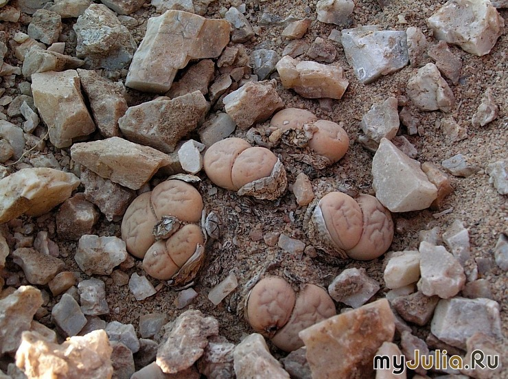 Мимикрируем, ребята!