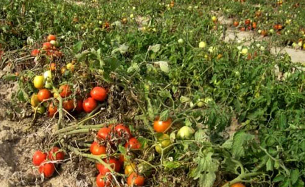 Фото с Яндекса. Томаты в поле.