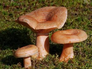 Съедобные грибы с фото и описаниями (стр. 3)