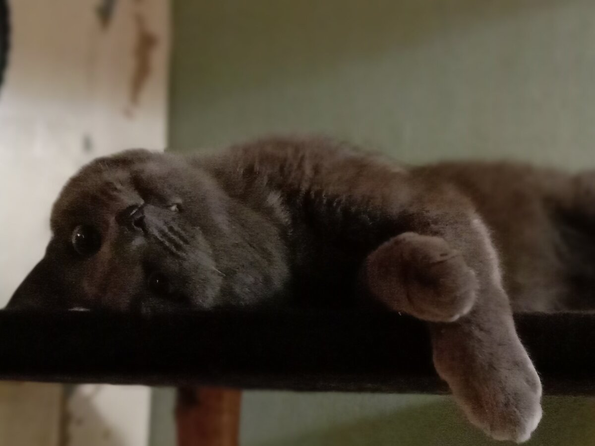 Готовность номер раз