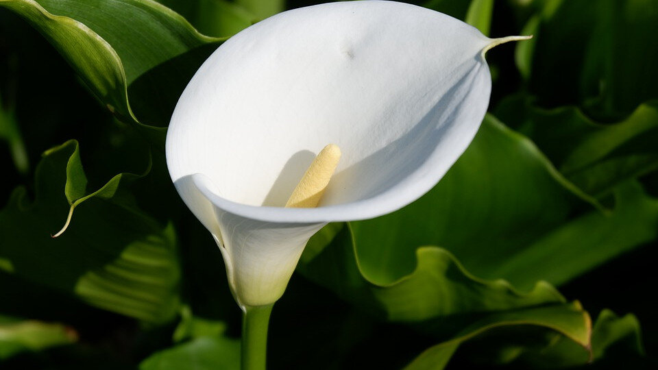 Calla Lily. Зеленые каллы цветы. Жизненная форма побега каллы.