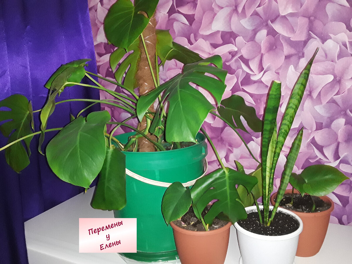 Монстрик побольше и монстрята-малыши)