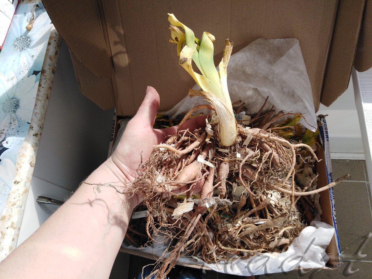 Большое корневище