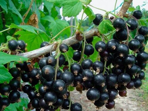 Как омолодить куст черной смородины и улучшить урожай1