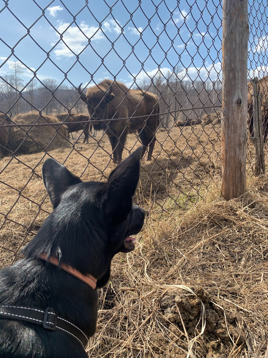 К Зубровнику разрешают подойти с собаками. Мой Джастин смотрел на зубров с любопытством, а они на него с подозрением