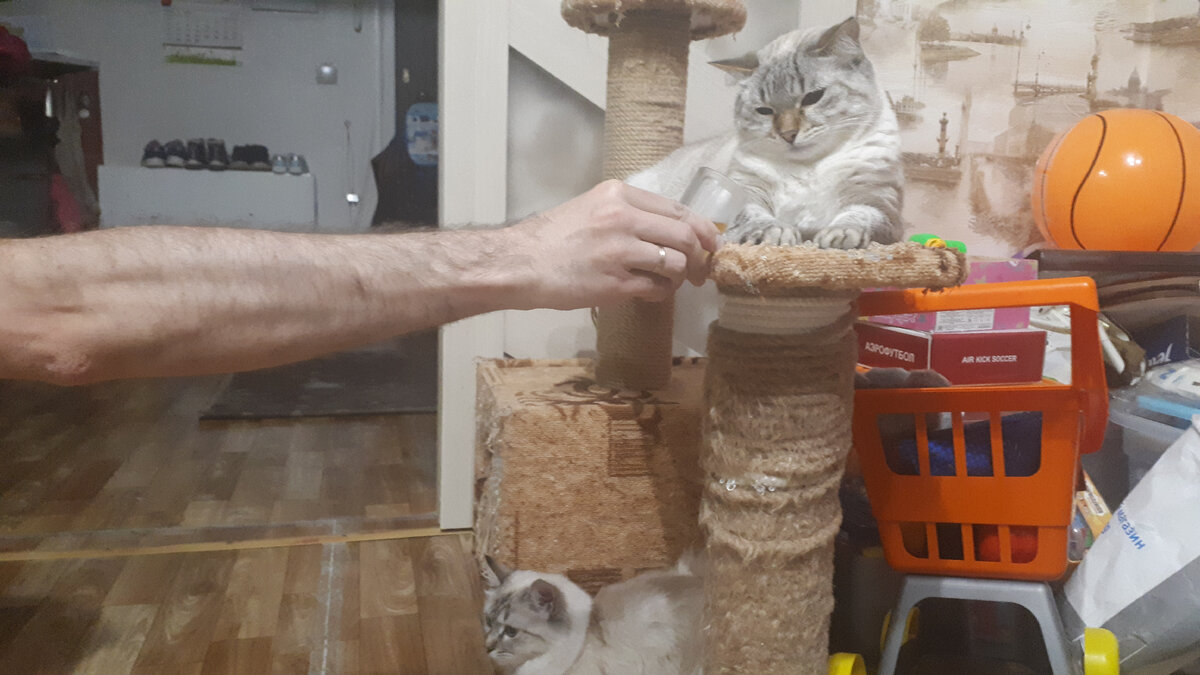 Какая гаааааадость!