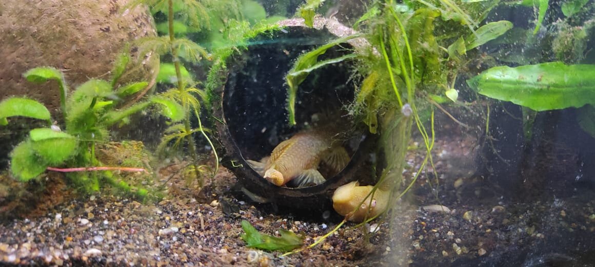 пара анциструсов желтых на кладке