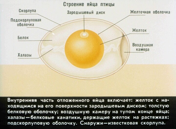 Строение яиц от цвета не меняется