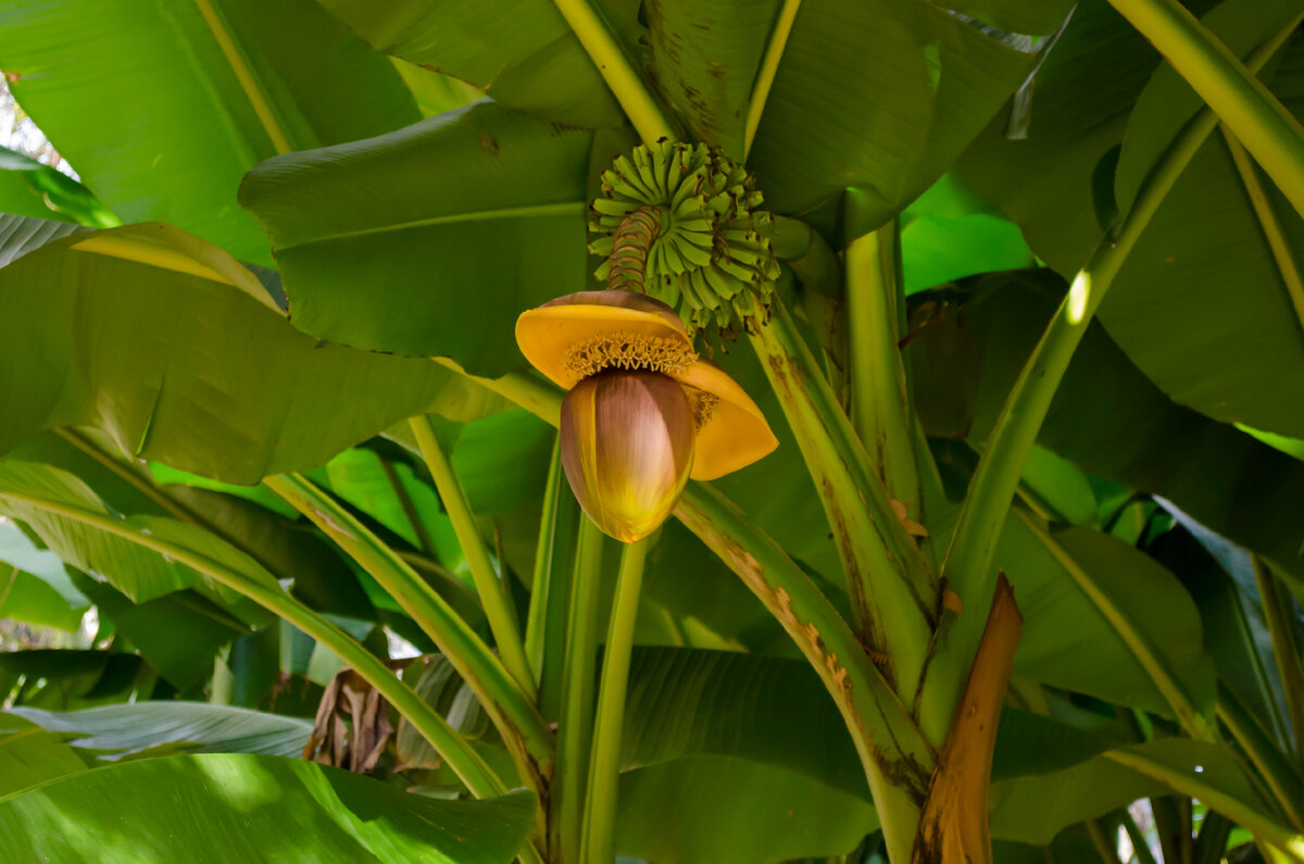 Карликовый банан цветет