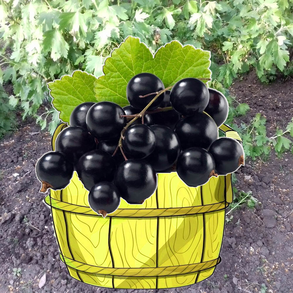 Смородину можно собирать ведрами.