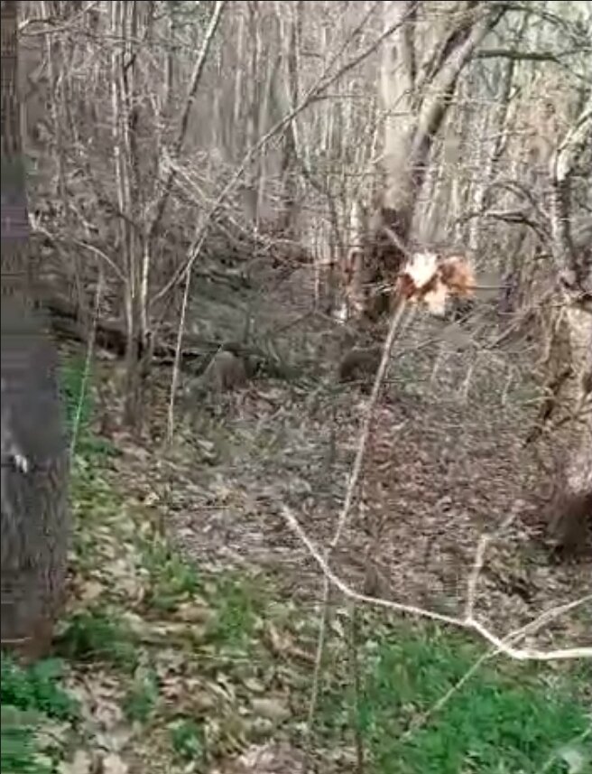 Тот самый лес