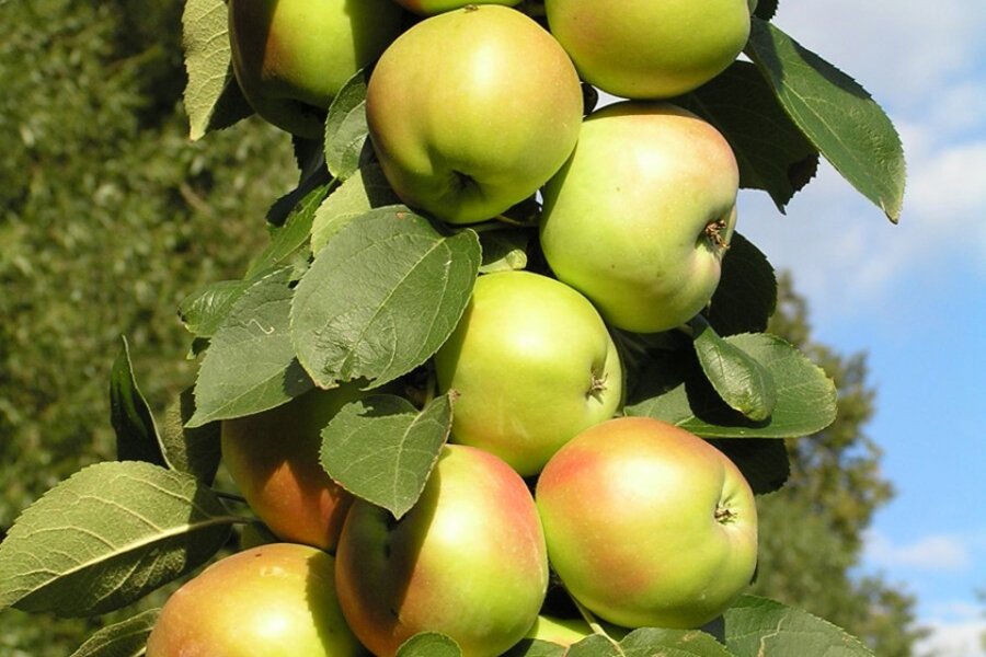 Фото из свободных источников