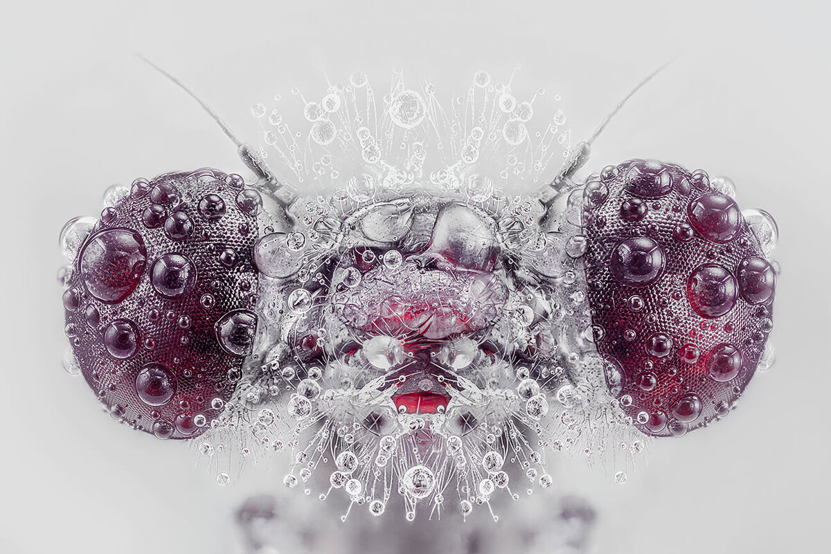 Педро Луис Ахуриагерра. Стрекоза Trithemis Annulata. Кадр был сделан в туманный день, всего было отснято около 40 фотографий насекомого.