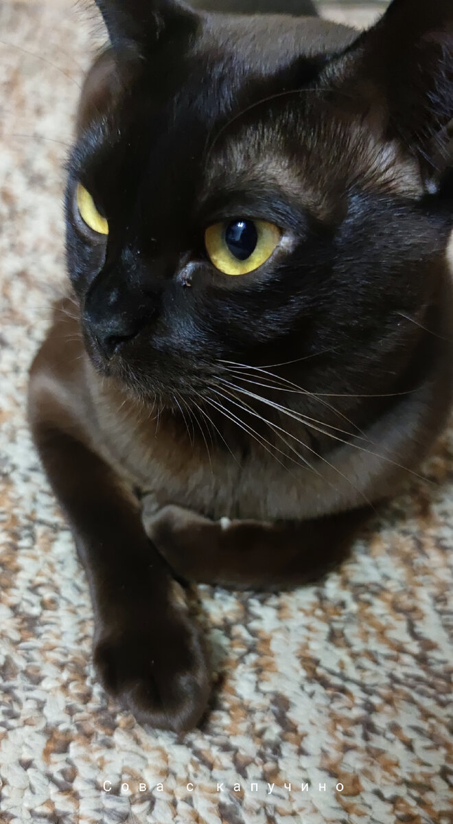 Кота с собой не возьму, но встречу он тоже ждет :) 