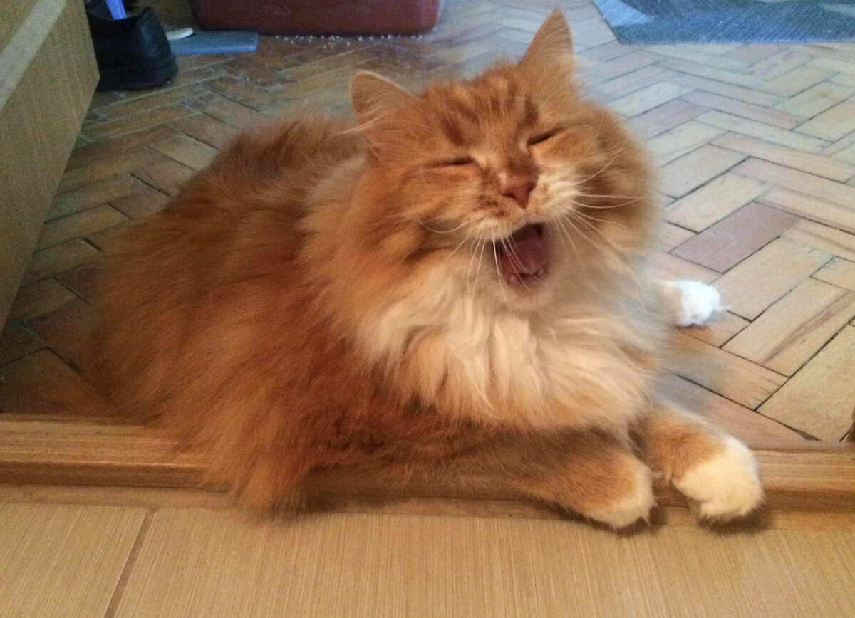 Бендер на пороге ванной комнаты. Фото автора