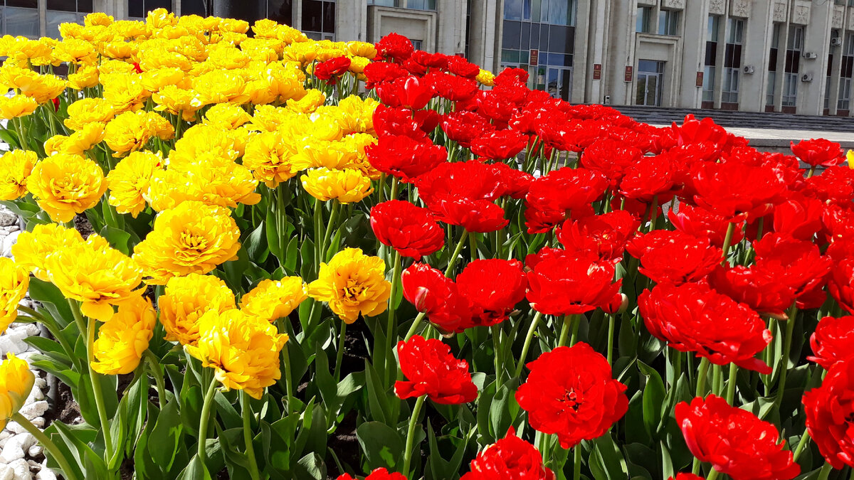 Площадь Ленина Тюльпаны повсюду Фото автора