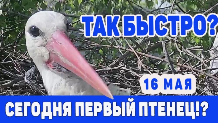 Заставка к очередной трансляции