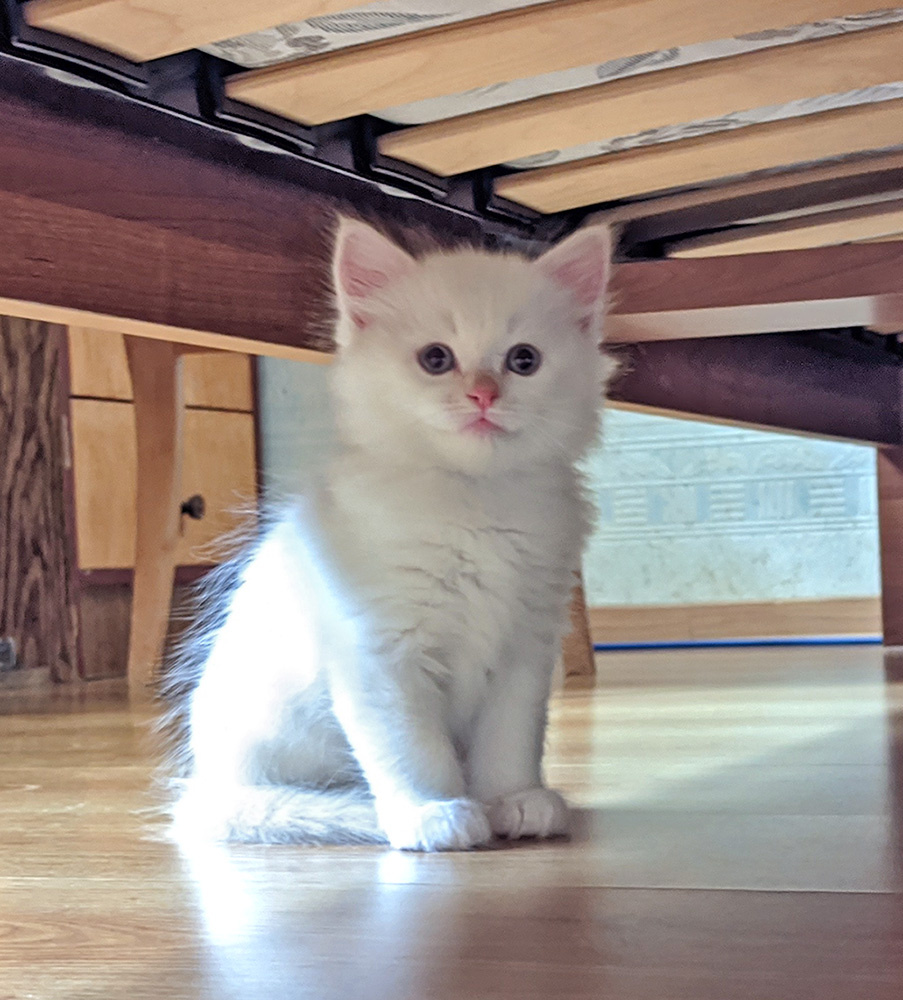 Под кроватью не страшно!