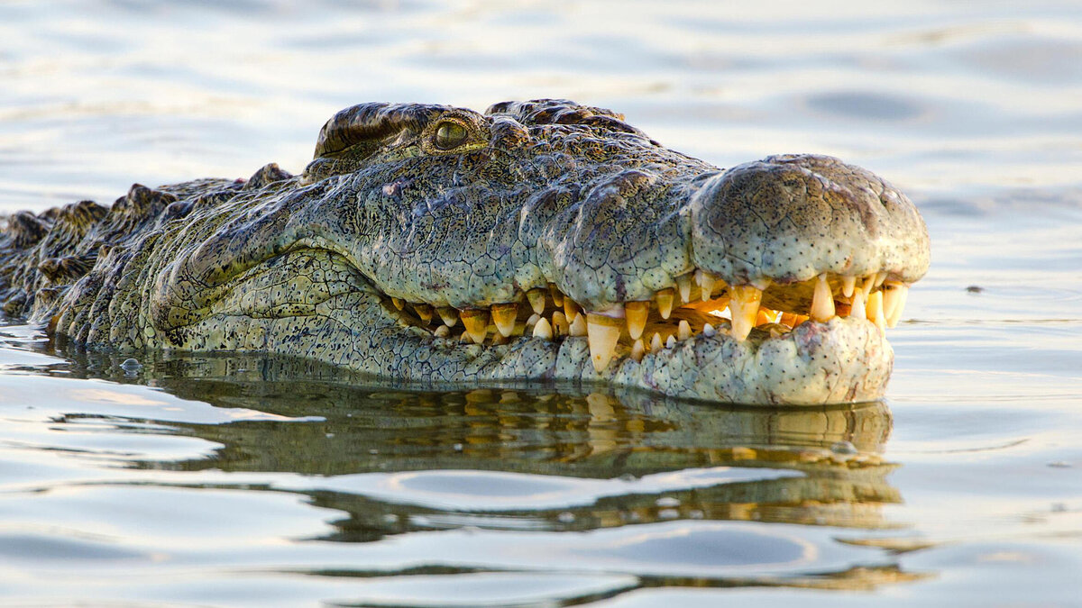 Крокодил самый опасный речной. Нильский крокодил. Нильский крокодил домашний. Факты о крокодилах.