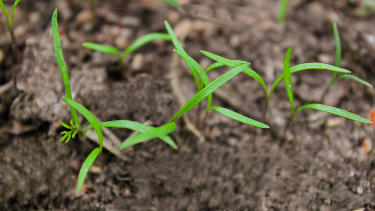 Простой метод быстро проращивает семена укропа и петрушки – зелень взойдетв 2 раза быстрее