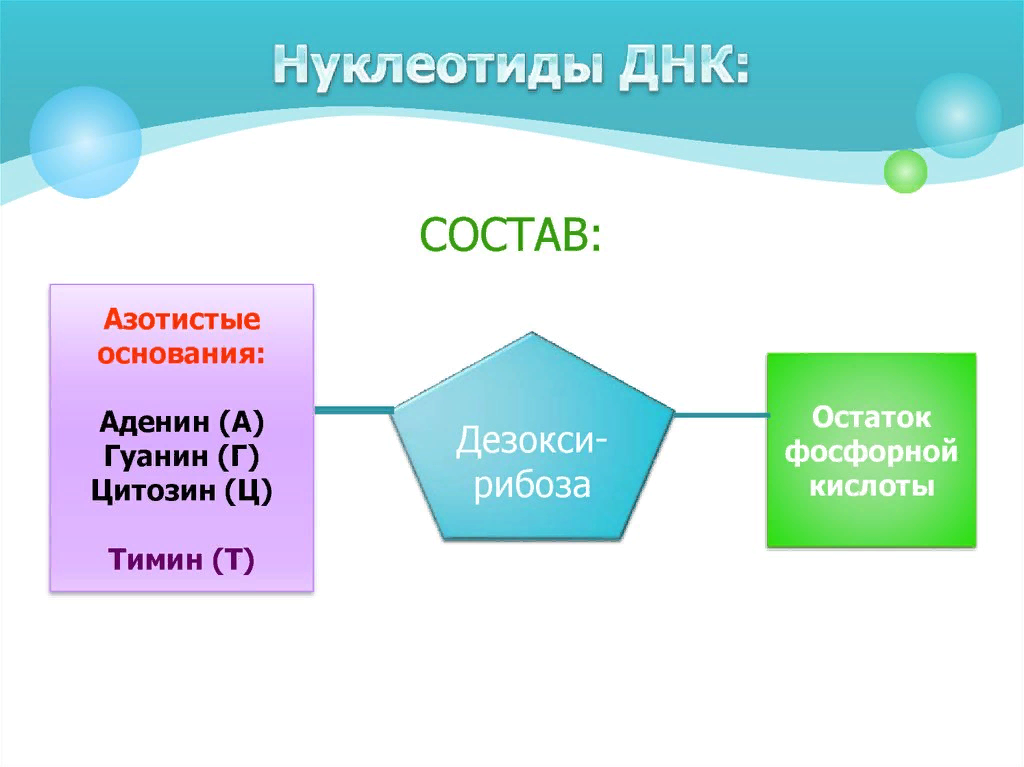 Схема состава нуклеотида днк