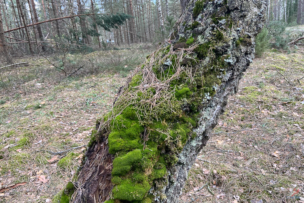 Лесной массив.